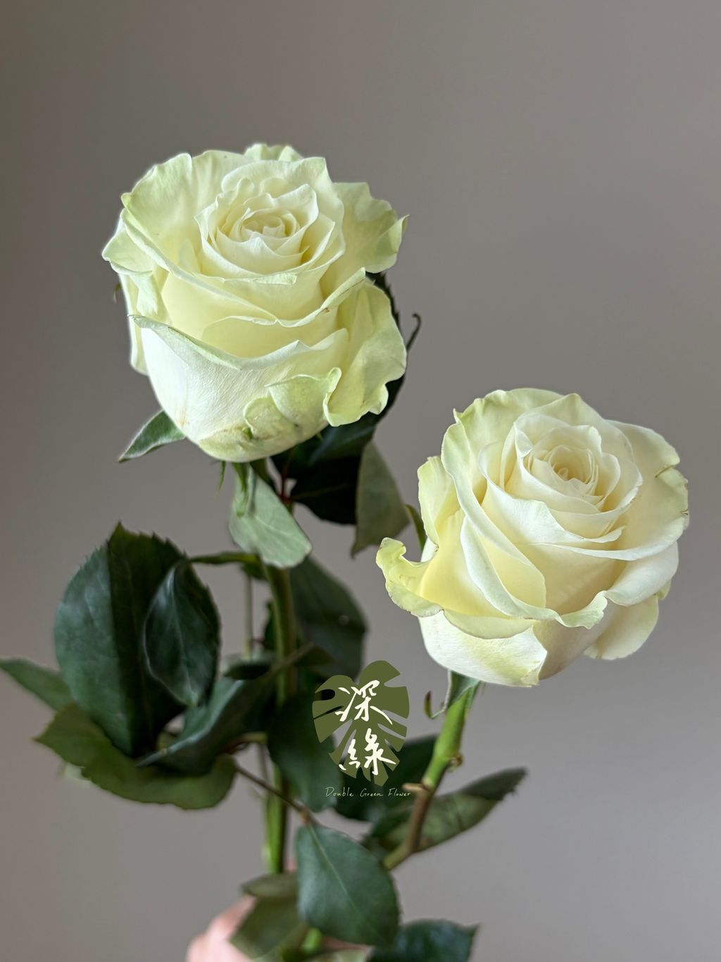S__53288982_0