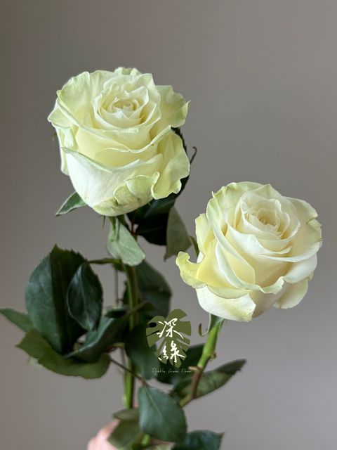 S__53288982_0