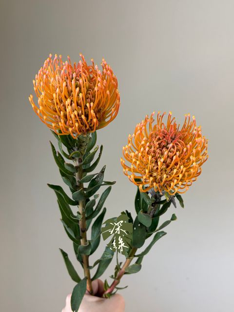 S__53288987_0