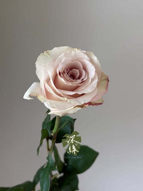S__53428254_0