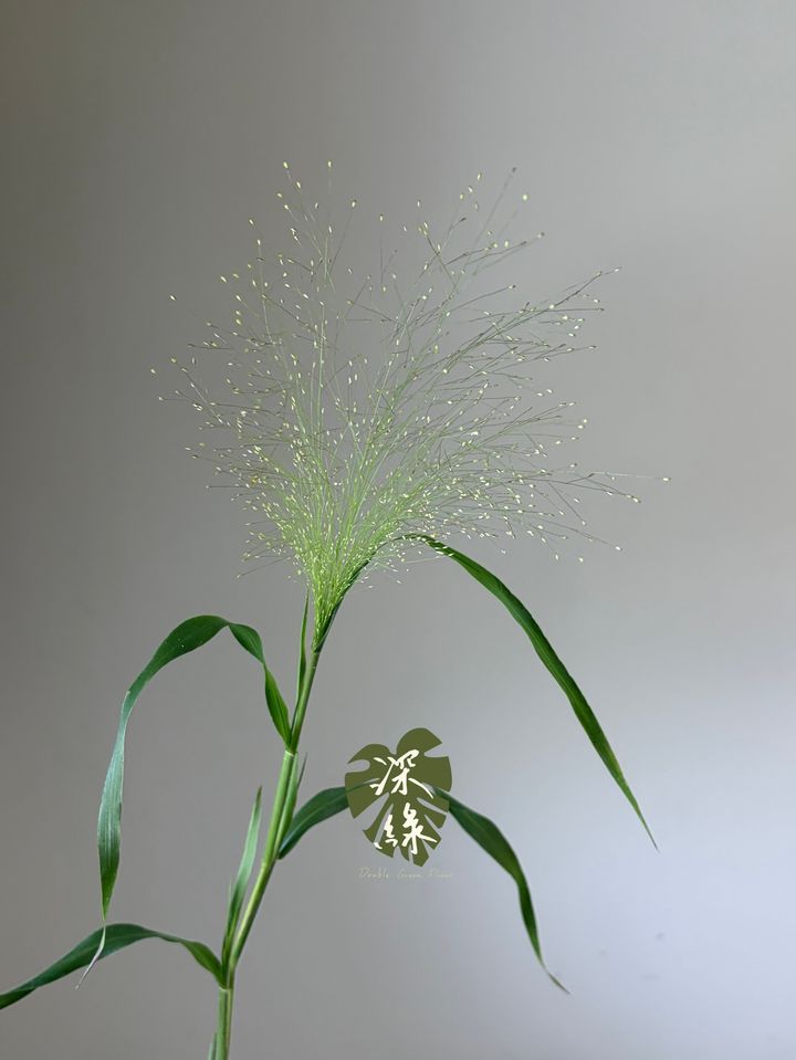 S__53428258_0