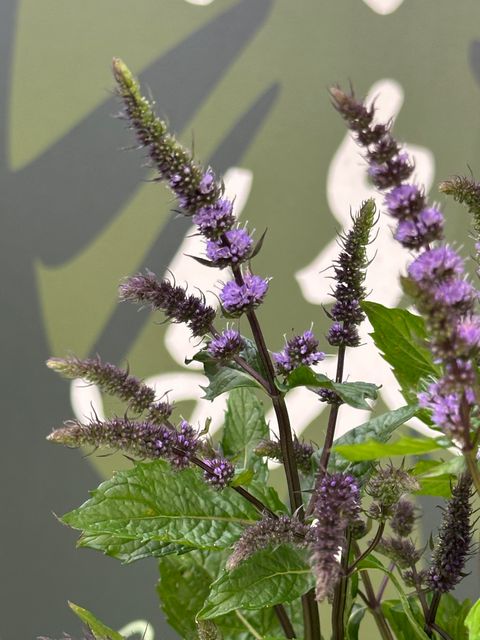 image_C24B120D-8F97-4785-906C-C389DC4DC1B5_1783421928