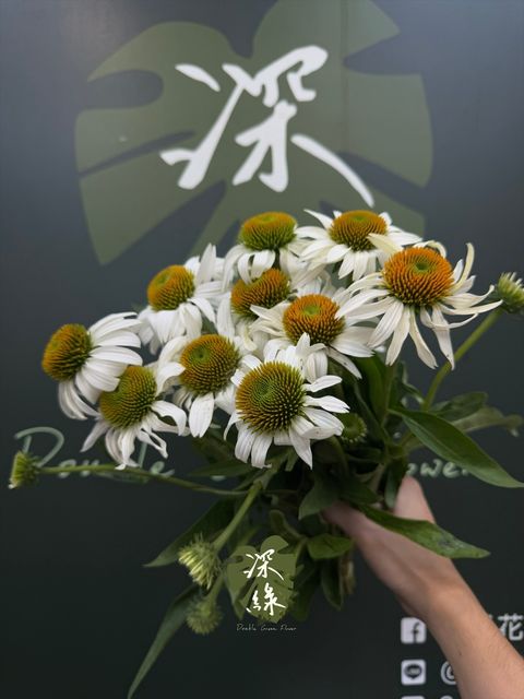 image_8B4FDE25-D6E3-4C97-93D5-3A9AA0D1B6C1_1783571300
