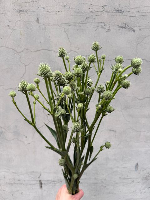S__15130684_0