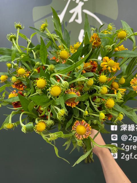 image_2B45516D-D678-4BB3-B163-41F7F1744ACC_1783917979