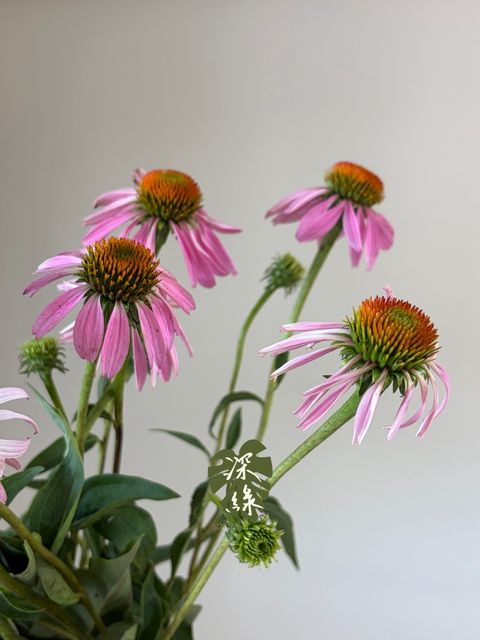 image_083E76CF-2433-4E84-BCC5-8D95FC192F35_1783938987