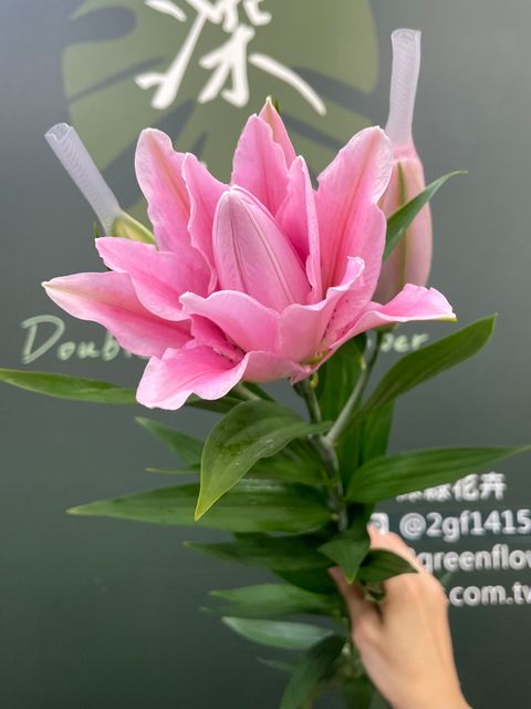 image_CD14090B-E5D3-4CBB-B9B9-982A8654BE8F_1783917782