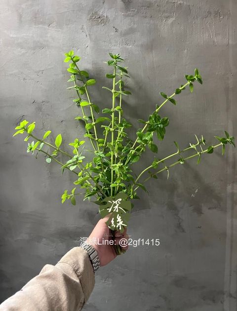 image_7CDF74EB-CBD4-4862-A077-BC4FACD01DDC_1784544764