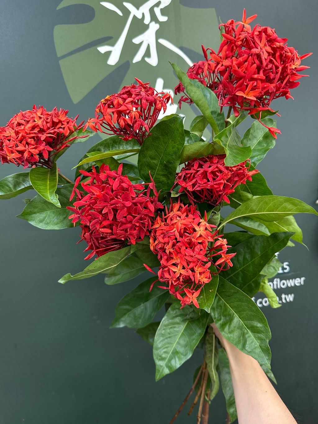 image_51B89CD8-7DAA-43BC-B09E-ACFC97105519_1784603276