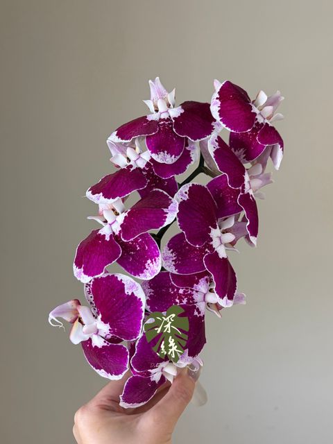 S__54460443_0