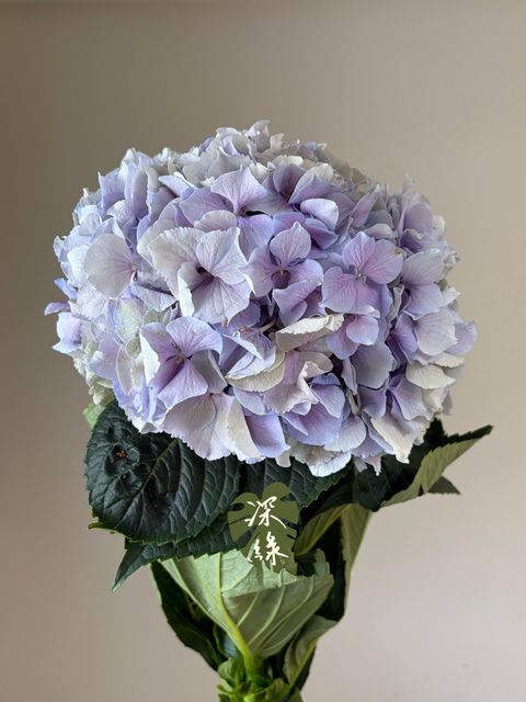 S__54460437_0