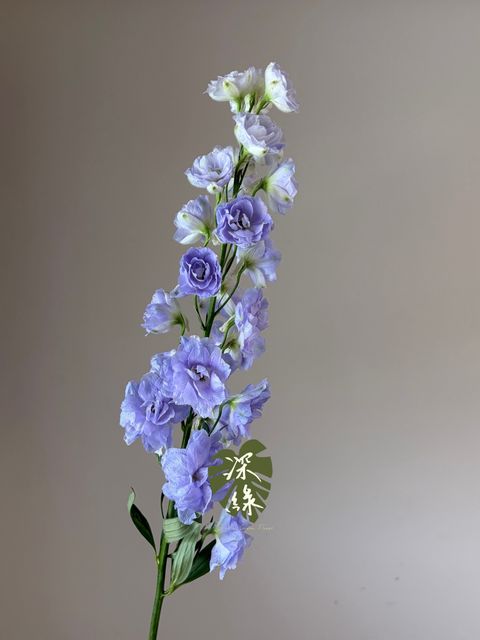 S__54460434_0