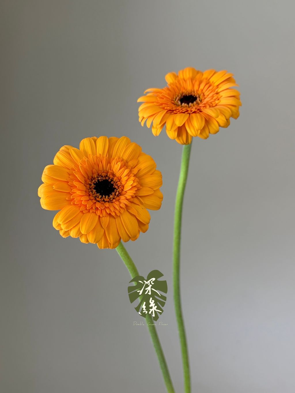 S__54460423_0