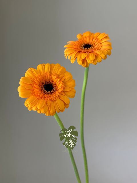 S__54460423_0