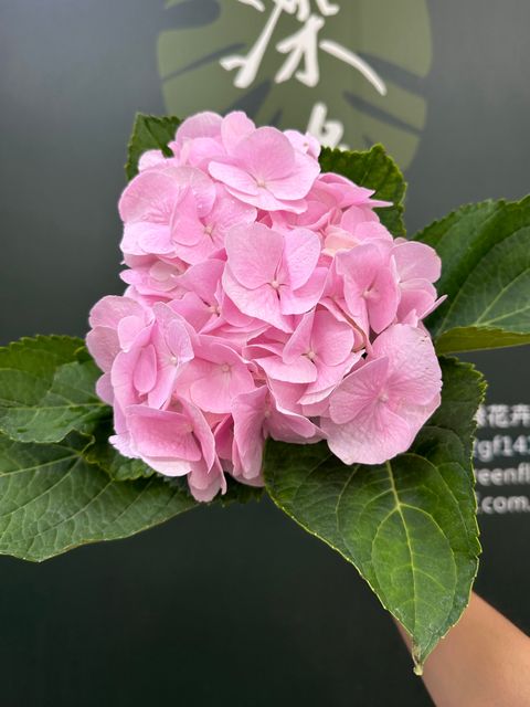 image_CB731EA6-BE51-4C65-8ADC-3A6070F67BE9_1785213354