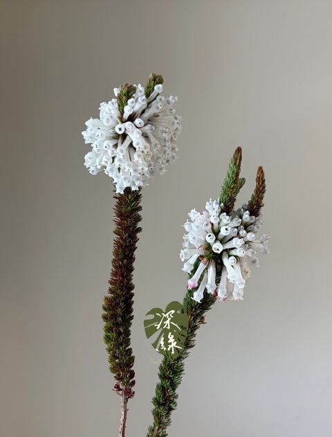 image_E694BA45-A0CC-4CC8-BAA7-724E10FEB9FE_1785293188