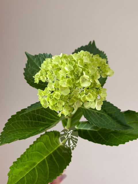 image_DC9D9B28-90F0-4811-93BB-BC7AF8347712_1785437381