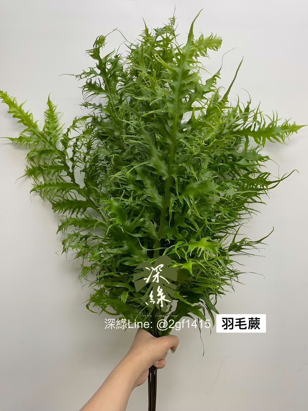 S__2867331