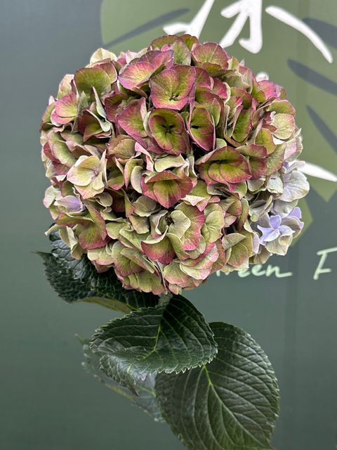image_81382FB0-1B8B-4FEA-AE8C-75019E263F5D_1785738007