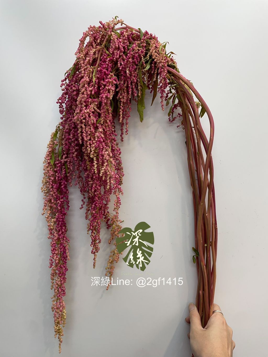 image_1608FA10-DD5C-44BE-8661-ADE133C7AC86_1778636401