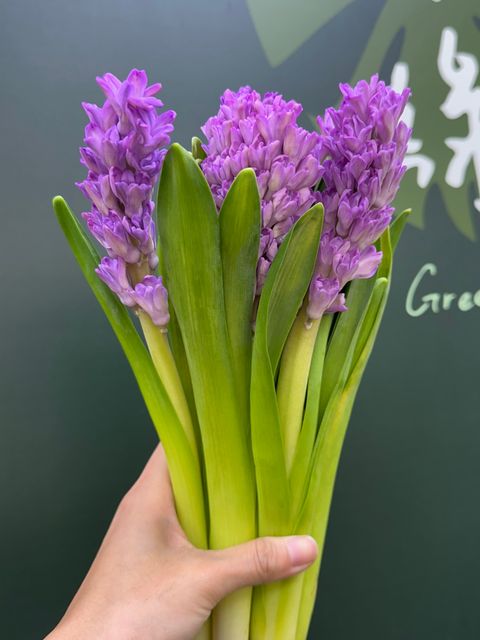 進口花卉– 深綠花卉
