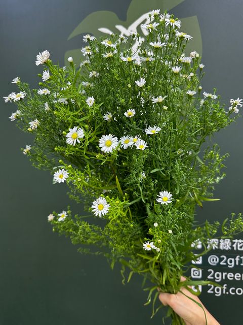 image_B9FECB37-D188-4A18-A0E6-FC545EB3331C_1786065997