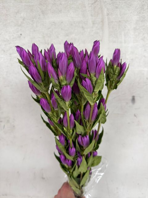 image_C7CD4657-FA5E-4314-A020-72FD9FABEF44_1786255494