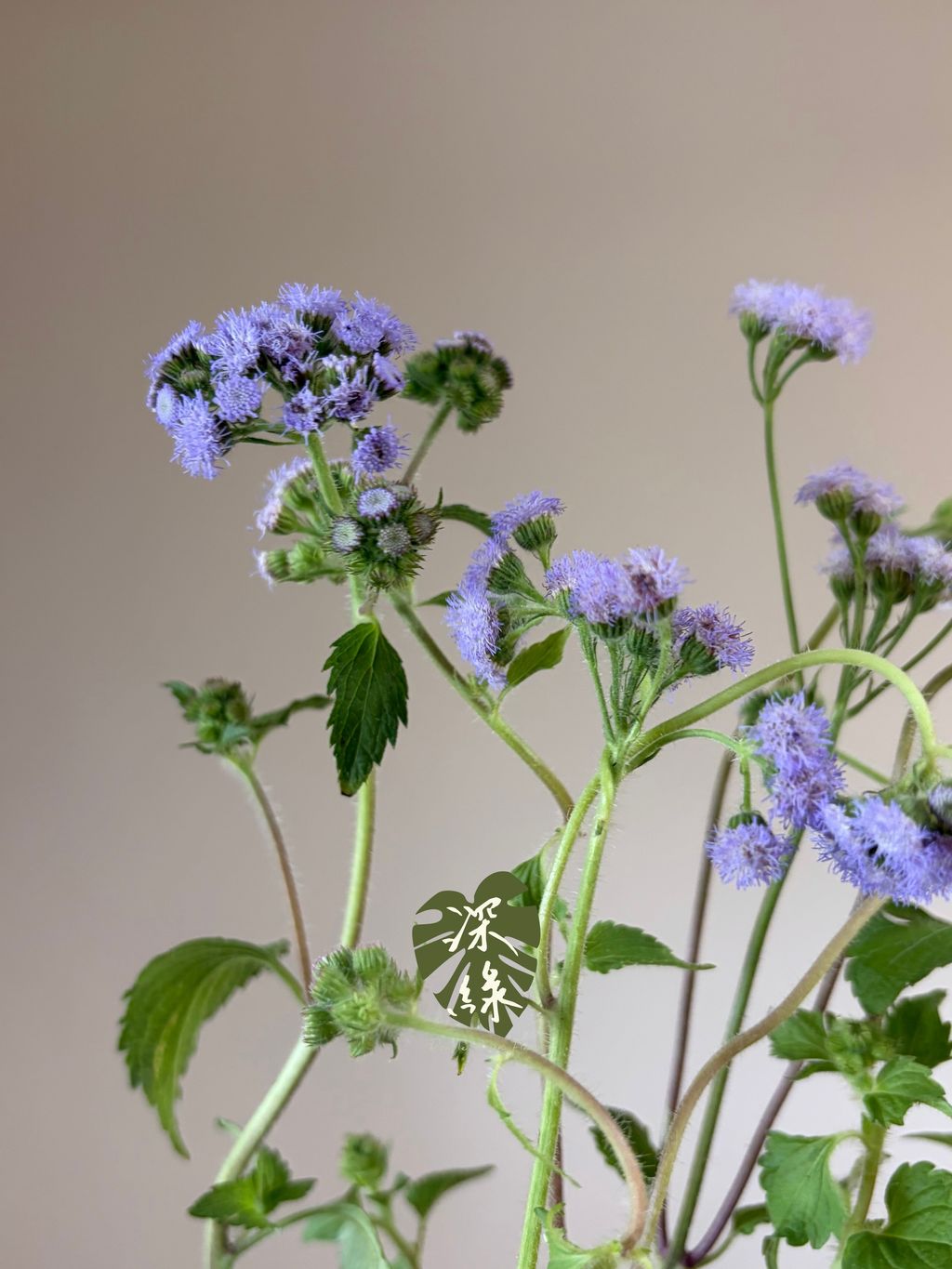 image_7CC799CC-DF23-4CA6-AD0F-1E94C6BCEC7D_1786343815