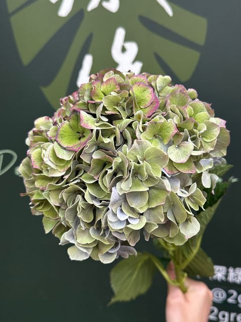 image_8AD3DD4C-4ED9-40FF-9835-26B007A99B48_1787127174