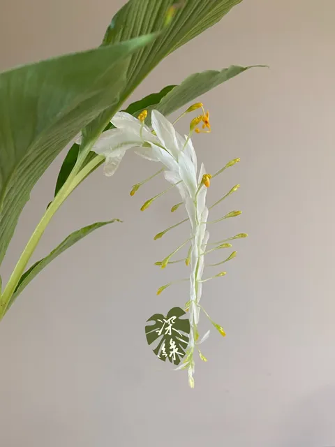 S__55803975_0