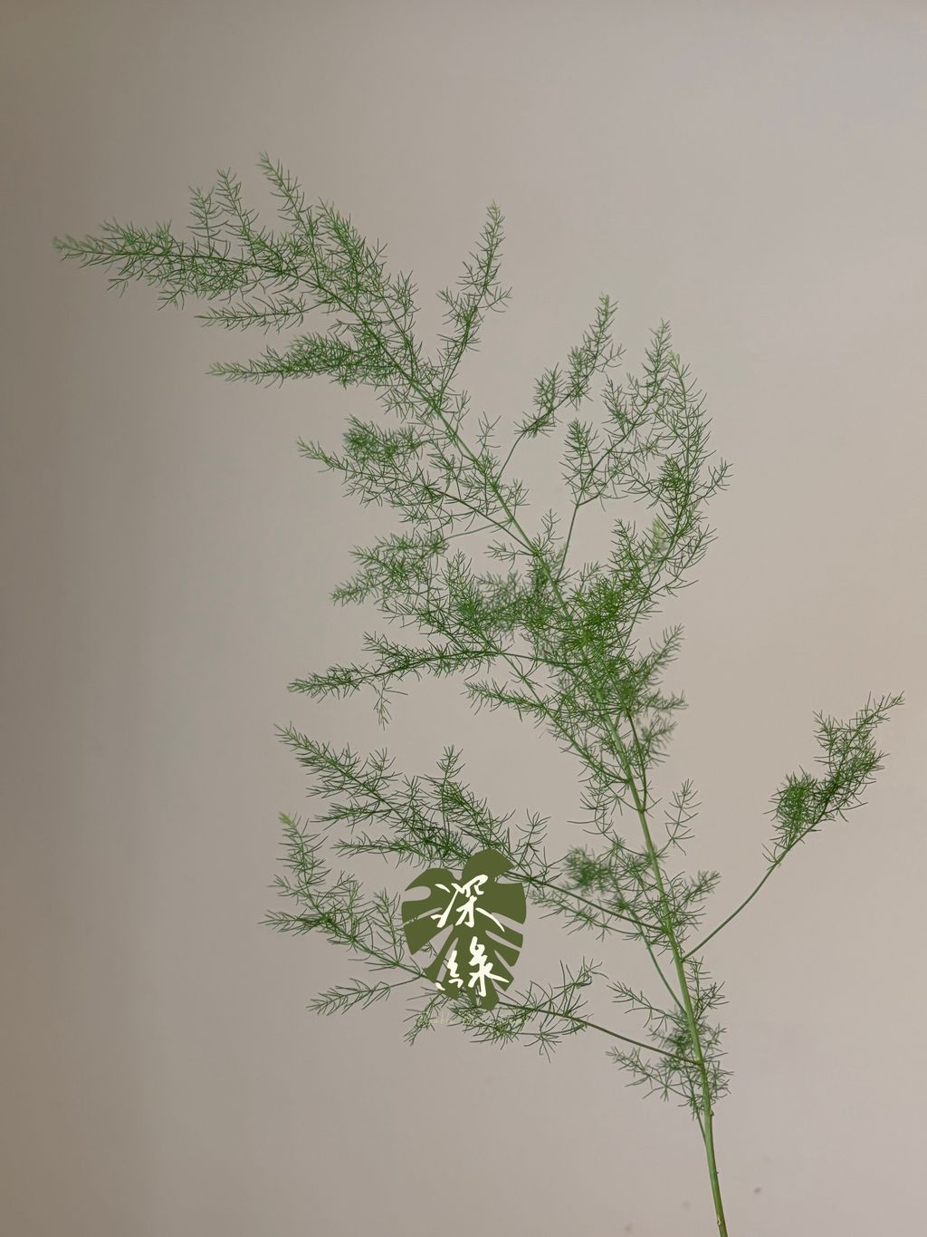 S__55803963_0