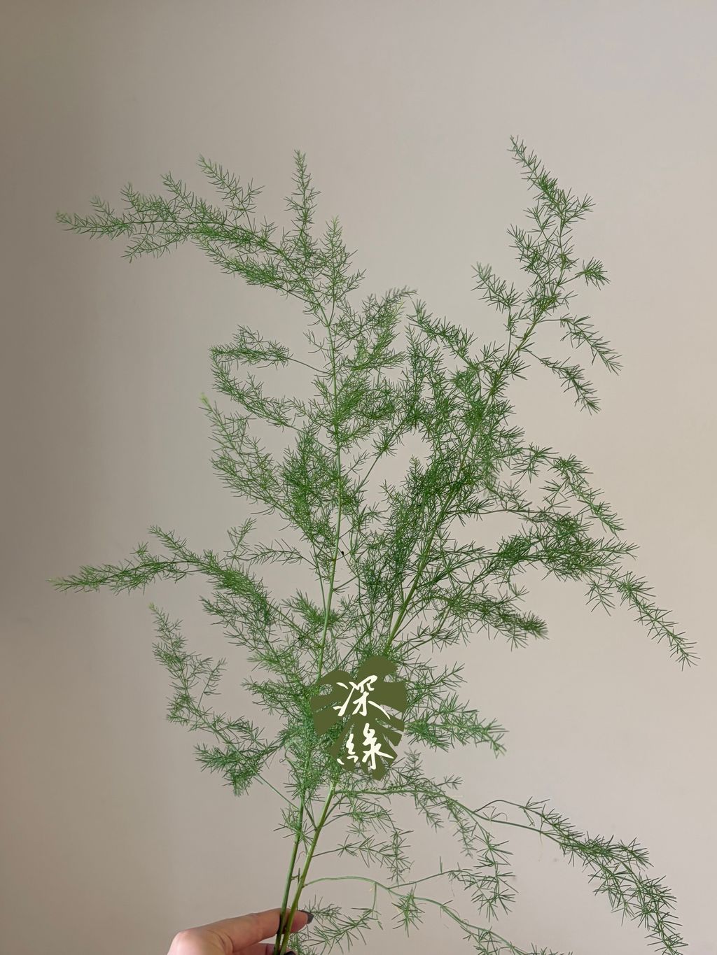 S__55803964_0