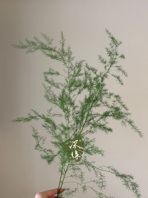 S__55803964_0