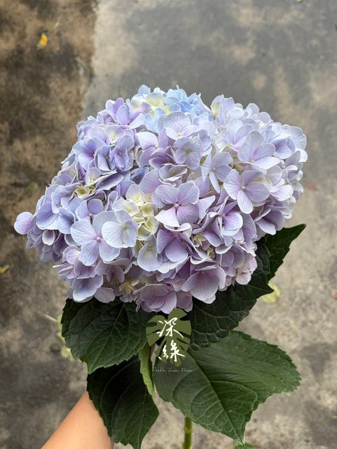 S__55803973_0