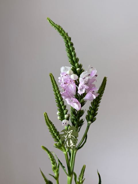 S__55803956_0