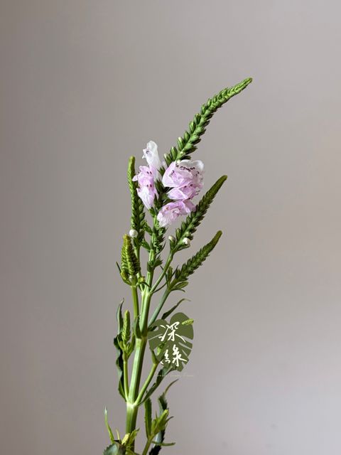 S__55803955_0