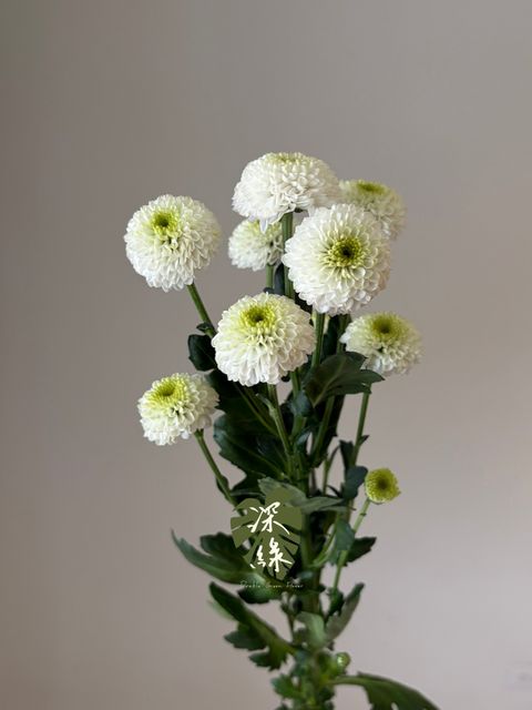 S__55803952_0
