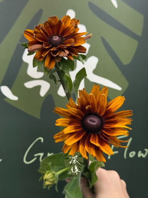 image_EE32ED3B-9617-4AAE-91B7-3B0C73E2DE9B_1787537569