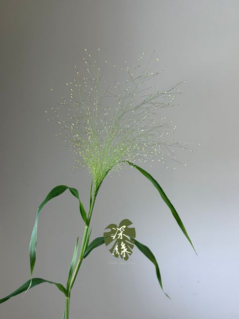 S__53428258_0