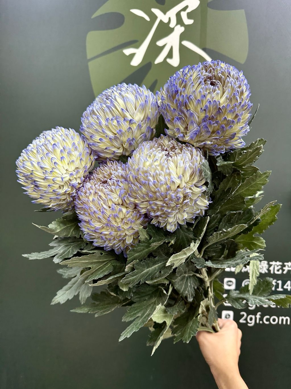 image_B856FF94-F0D5-4547-9F6B-D662BFA23577_1787632926