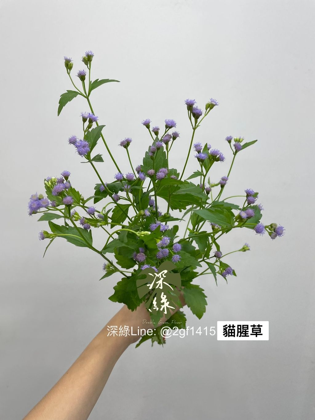 S__3579930