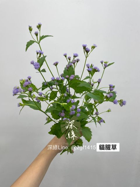 S__3579930
