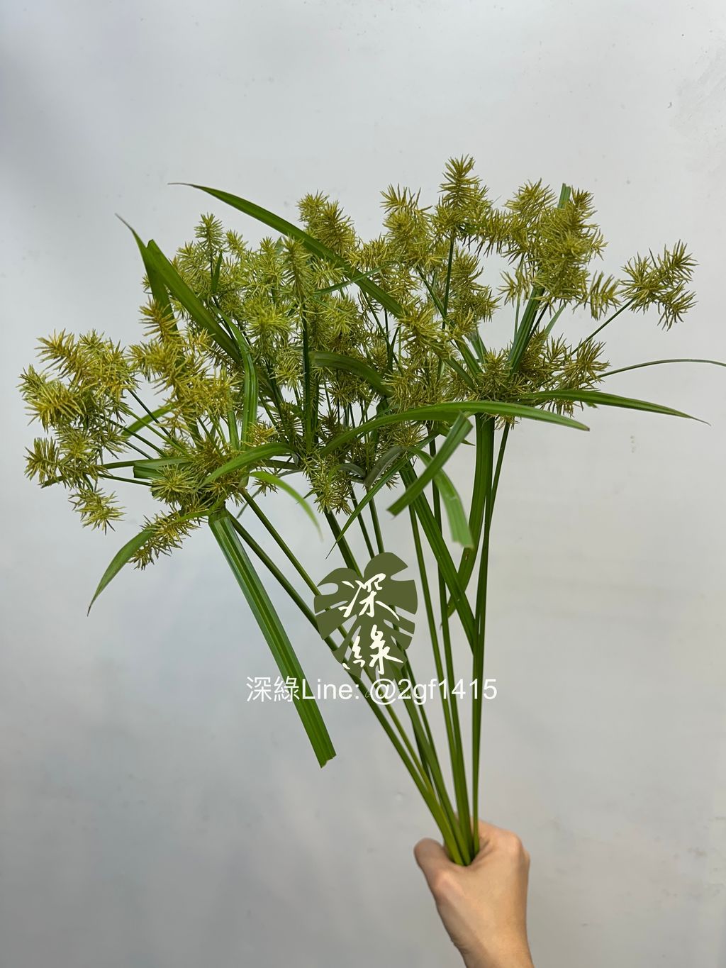 image_2ECEA760-EE96-472A-BEBD-5C0DD7D88E48_1788945634