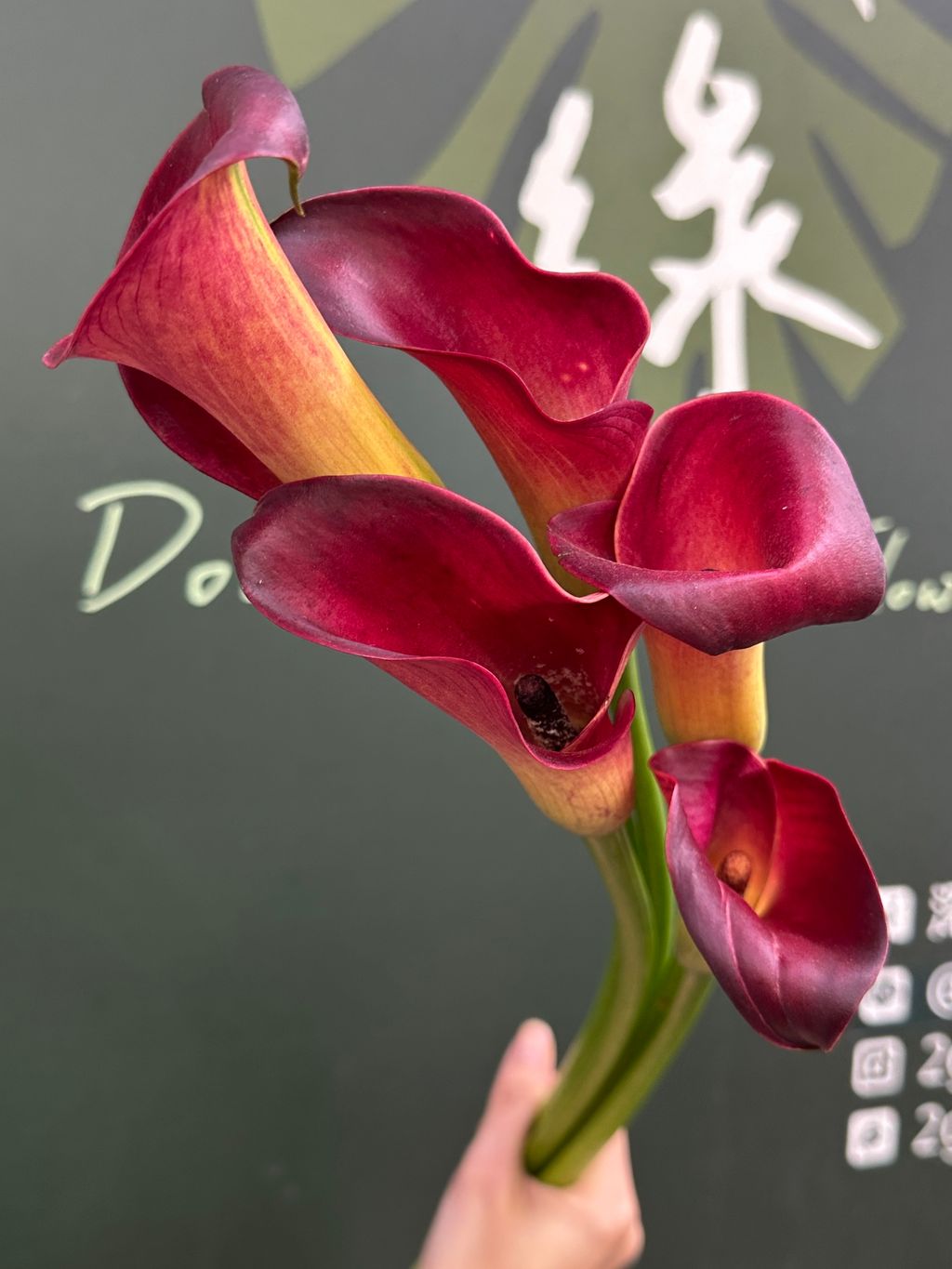 image_1EE5CE73-D878-48BF-9A01-72FFD967DF65_1789009418