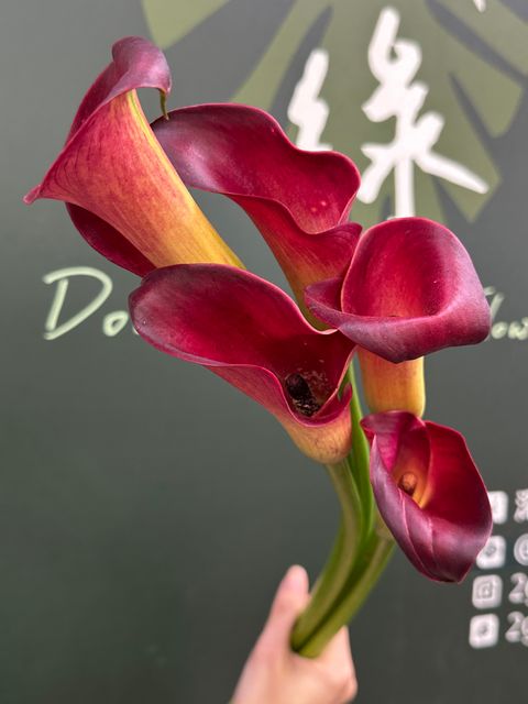 image_1EE5CE73-D878-48BF-9A01-72FFD967DF65_1789009418