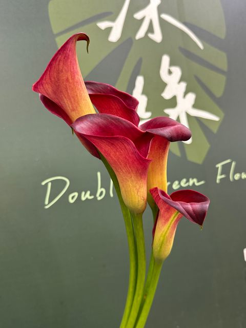 image_27097B7D-4D1A-40EB-96C7-9116D89A5849_1789009418