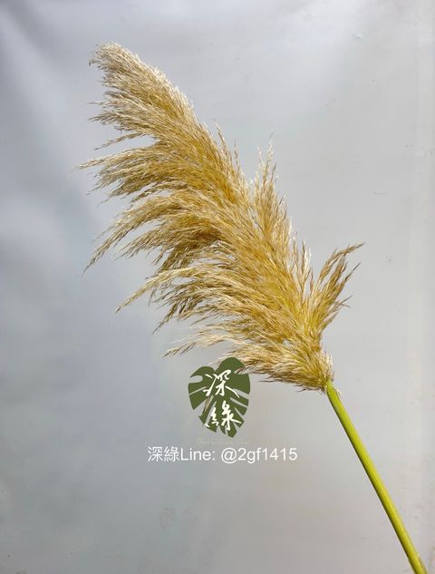 S__33390606