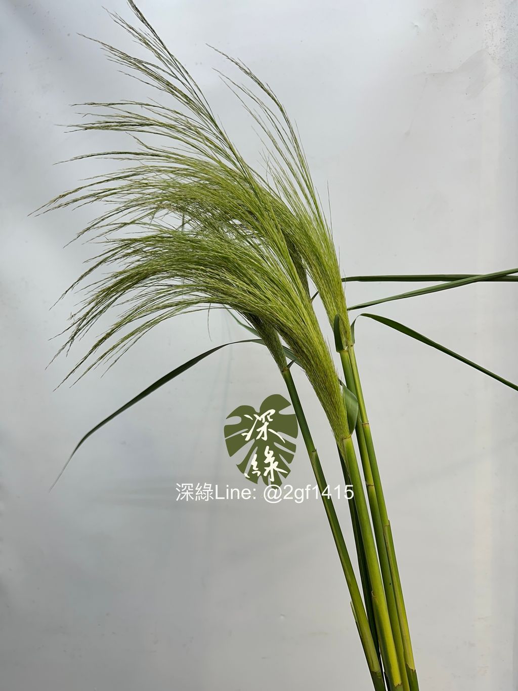 image_32845F6B-71C0-4F1D-B910-04A795F445B1_1788945728