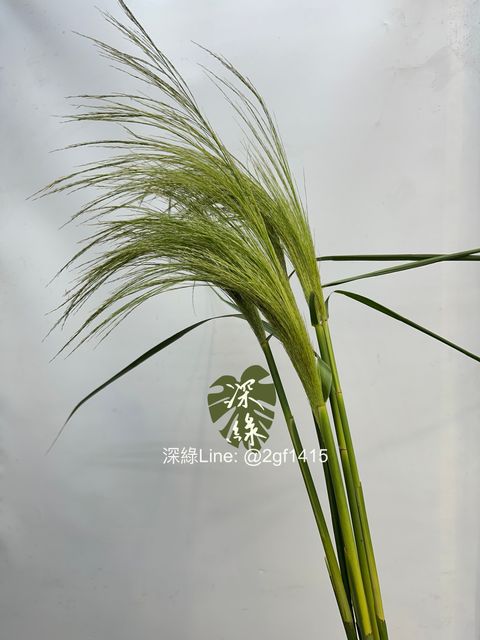 image_32845F6B-71C0-4F1D-B910-04A795F445B1_1788945728