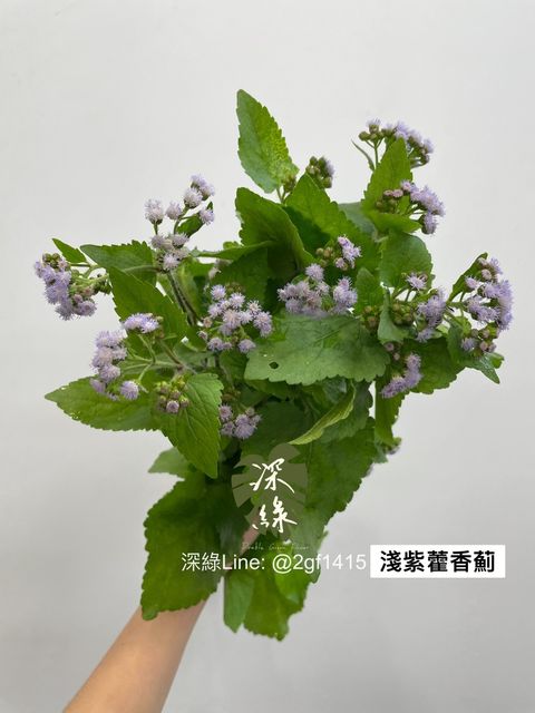 S__3579931